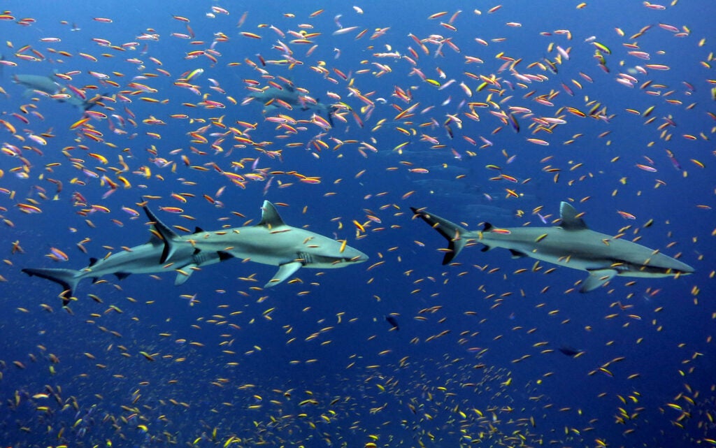 Grey reef sharks and colorful schools of anthias in the waters of Jarvis Island at the Pacific Islands Heritage Marine National Monument.
